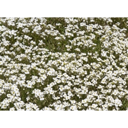 マウンテンサンドワートの種子 - アレナリアモンタナ -  75種子 - Arenaria montana - シーズ