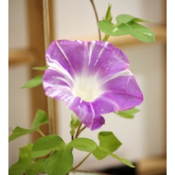 Ranní sláva Arlequin (smíšená) semena - Ipomea purpurea - 35 semen - Ipomoea purpurea