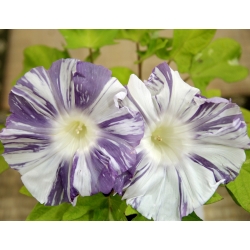 Сутрешна слава Арлекин (смесена) семена - Ipomea purpurea - 35 семена - Ipomoea purpurea