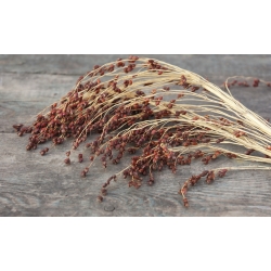Semillas de Panic Grass - Panicum violaceum - 600 semillas