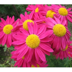 Maľované Daisy Robinson Single Mix semien - Chrysanthemum coccineum - 200 semien - semená