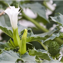 Moonflower, Насіння труб ангела - Datura fastuosa - 21 насіння
