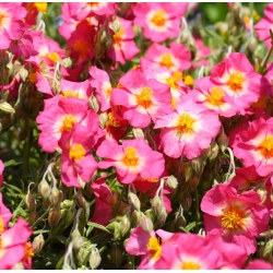 Sun Rose Ben Ledi sementes misturadas - Helianthemum sp. - 350 sementes