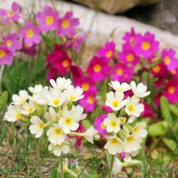 Primrose Crescendo Mix sėklos - Primula elatior - 330 sėklų