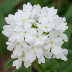 Bílá semena Verbeny - Verbena x hybrida - 120 semen