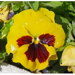 Penséer - Yellow Red Eye - gul - röd - 320 frön - Viola x wittrockiana