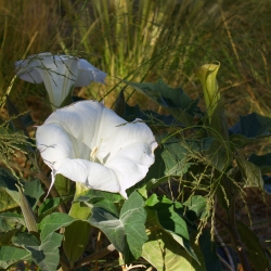 Moonflower, Biji Sangkakala Angel - Datura fastuosa - 21 biji - benih