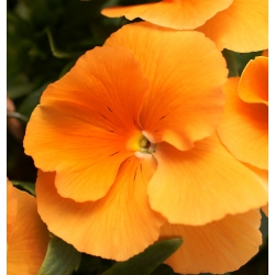 三色堇橙色太阳种子 - 中提琴x wittrockiana  -  320种子 - Viola x wittrockiana  - 種子