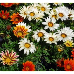 Treasure Flower, Gazania sajauc sēklas - Gazania rigens - 75 sēklas - Gazania splendens