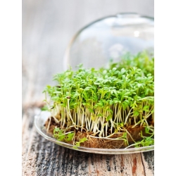 Crescione dei giardini - 500 grammi - 225000 semi - Lepidium sativum