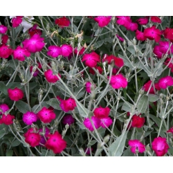 Rose Campion semená - Lychnis coronaria - 360 semien