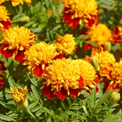 Marigold Orange Flame semená - Tagetes patula nana - 350 semien - Tagetes patula L.