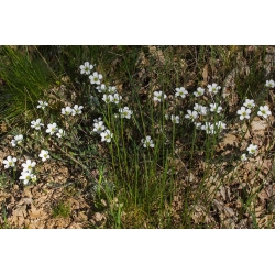 マウンテンサンドワートの種子 - アレナリアモンタナ -  75種子 - Arenaria montana - シーズ