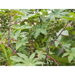 زيت الخروع النبات - Ricinus communis - 6 بذور - ابذرة