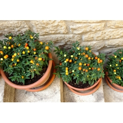 Kudüs Kiraz, Madeira Kış Kiraz tohumları - Solanum pseudocapsicum - 30 tohumlar