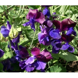 Violetinės sojų žirnių sėklos - Lathyrus odoratus - 36 sėklos