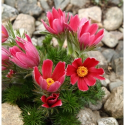 Kırmızı Pasque Çiçek tohumları - Anemon pulsatilla - 38 tohum - Anemone pulsatilla