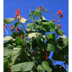 Feijão Escarlate Runner, Multiflora Bean mix sementes - Phaseolus coccineus