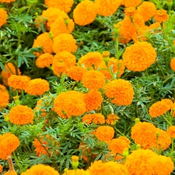 Marigold Deep Orange semená - Tagetes erecta - 300 semien