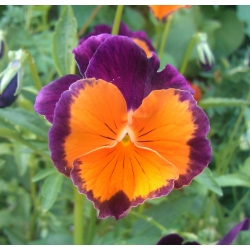 Pensamientos - Orange Violet - naranja - púrpura - 240 semillas - Viola x wittrockiana