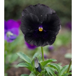 Viola wittrockiana - Black King - nero - 320 semi - Viola x wittrockiana