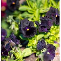 Stemorsblomst - Viola x wittrockiana - Black King - 320 frø - svart