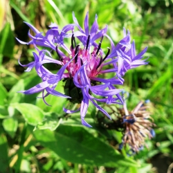 Hegyi imola - 80 magok - Centaurea montana