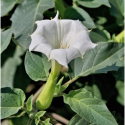 Moonflower, semillas de trompetas de ángel - Datura fastuosa - 21 semillas