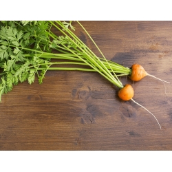 Round Carrot Pariser Markt 4 seeds - Daucus carota - 2550 seeds