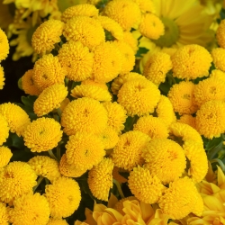 Mutterkraut Golden Ball Samen - Chrysanthemum parthenium fl.pl. Goldball - 1500 Samen - 