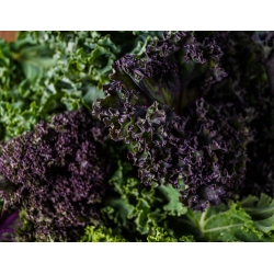 Kale ‘Scarlet’ seeds- Brassica oleracea - 300 seeds