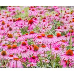 Flor - roxa - cônica - 230 sementes - Echinacea purpurea