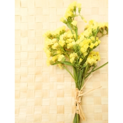 Geltonos spalvos sėklų sėklos - Limonium sinuatum - 105 sėklos