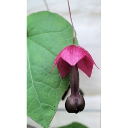 Rhodochiton Purple Bell seeds - Rhodochiton atrosanguineus - 6 biji