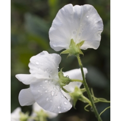 Almindelig ærteblomst - hvid - 36 frø - Lathyrus odoratus
