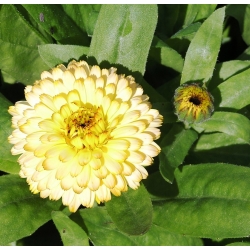 Calêndula - Cream Beauty - 240 sementes - Calendula officinalis