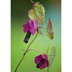 Rhodochiton Purple Bell sėklos - Rhodochiton atrosanguineus - 6 sėklos