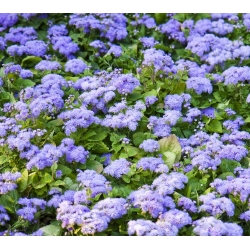 Agerantum, Floss Sementes de flores - Ageratum houstonianum Mill. - 4750 sementes