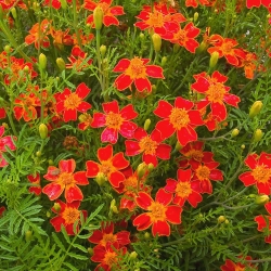 Fløyelsblomst - Tagetes tenuifolia - 390 frø - Red Gem