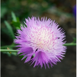 Sementes Misturadas de Sultan Doce - Centaurea imperialis - 200 sementes