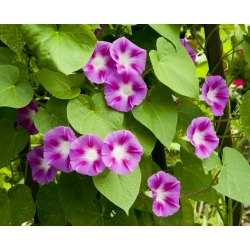 Ипомея пурпурная - Ipomoea purpurea - семена
