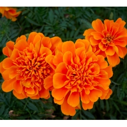 Gvazdikinis serentis - Aurora - oranžinis - 300 sėklos - Tagetes patula L.