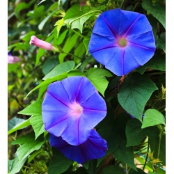 Common Morning Glory zmiešané semená - Ipomea purpurea - Ipomoea purpurea