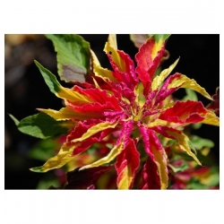 Joseph's Coat zmiešané semená - Amaranthus tricolor - 1400 semien