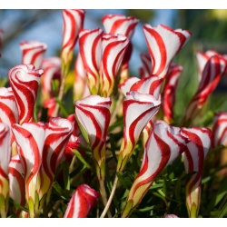 Oxalis Versicolor - Candy Cane Sorrel - 2 bulbs