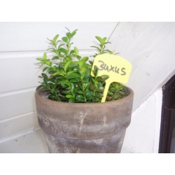 Plant labels 12.5 cm - 10 pieces