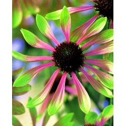 Echinacea, Enflower Green Envy - củ / củ / rễ - Echinacea purpurea