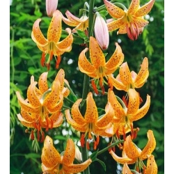 나리 속, 백합 Martagon 황색 - 알뿌리 / 덩이 식물 / 뿌리 - Lilium Martagon Yellow
