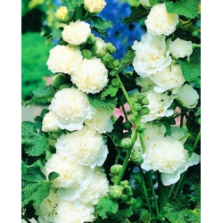 Alcea、Hollyhocks White  - 球根/塊茎/ルート - Althaea rosea
