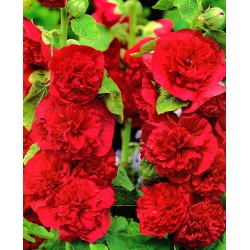 Alcea, Hollyhocks Merah - umbi / umbi / akar - Althaea rosea